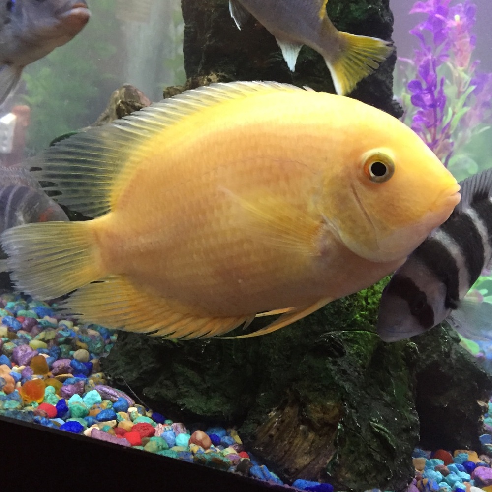 Meet your Posher, Ryan